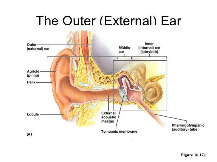 Hearing Aid Centre ChennaiOuter Ear & Diseases Related To It